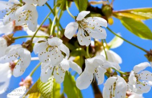Tree Blossom by Glenn Quigley
